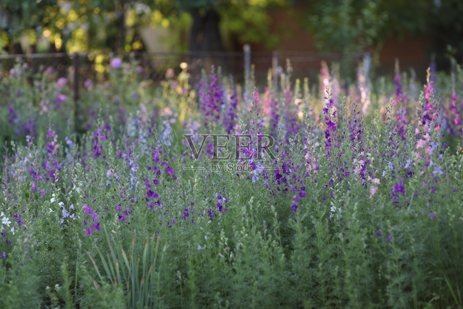 春天开花的多年生植物生长在北高加索山区照片摄影图片