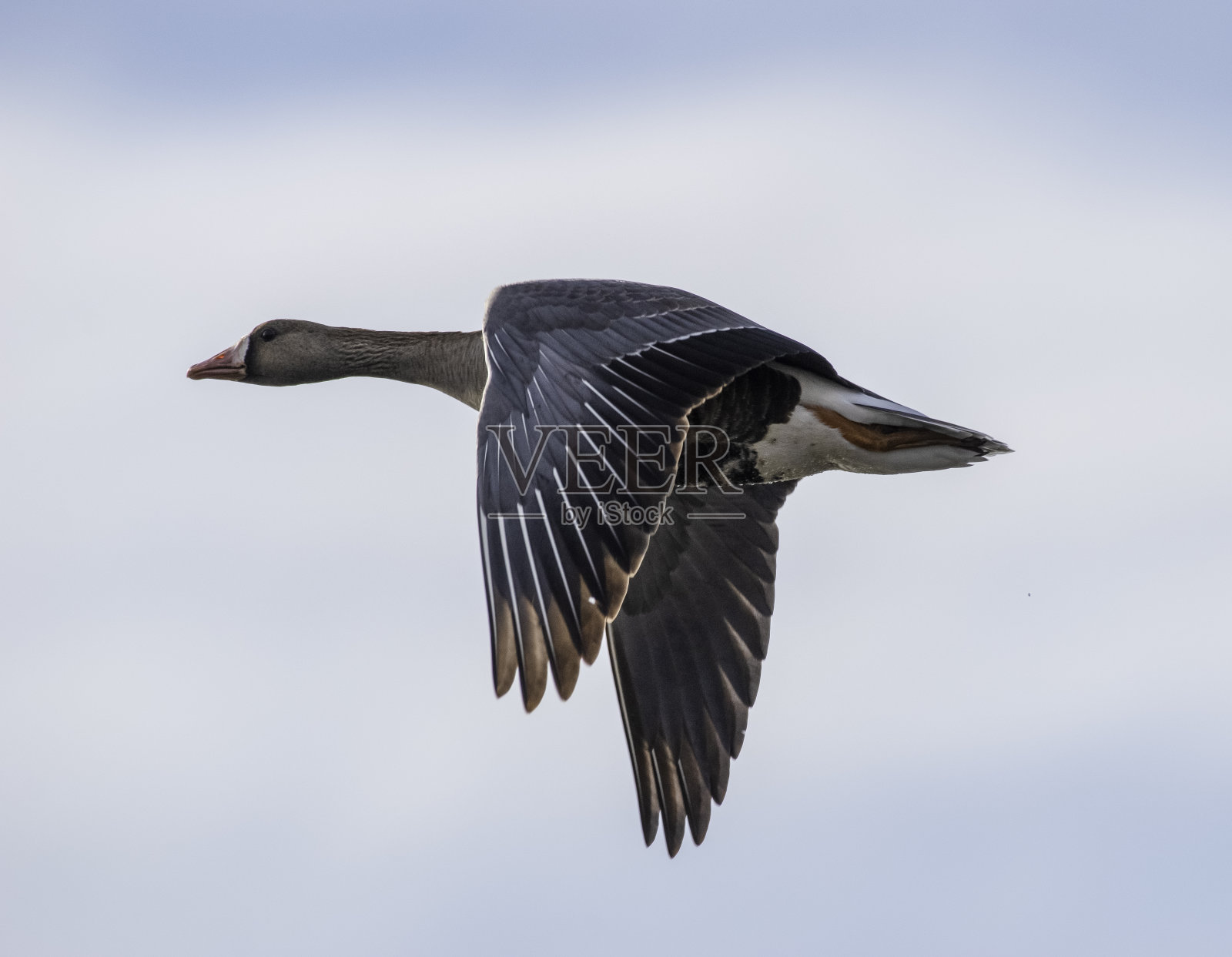 白头飞鹅照片摄影图片