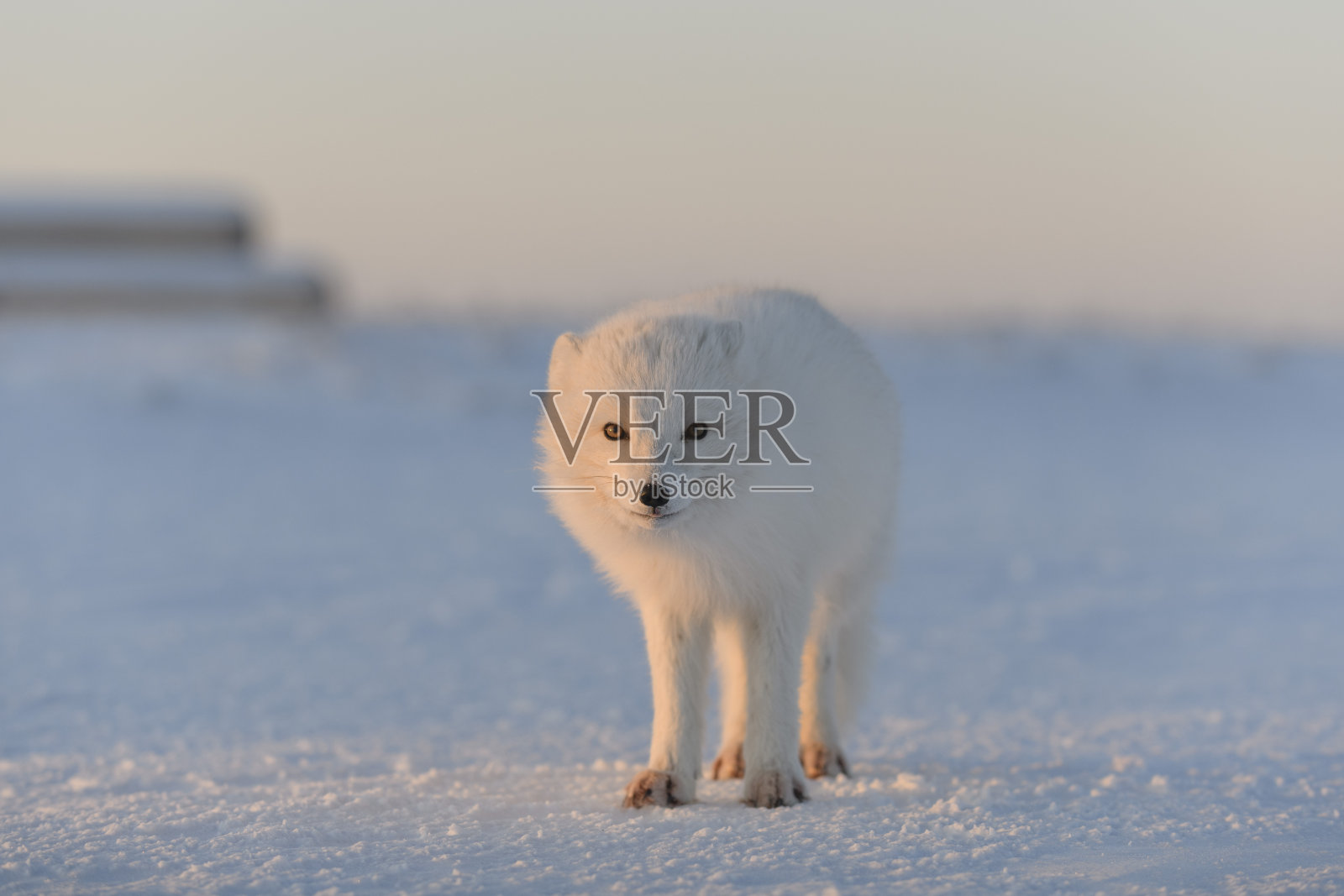 以工业为背景的冻土带冬季北极狐(Vulpes Lagopus)。照片摄影图片