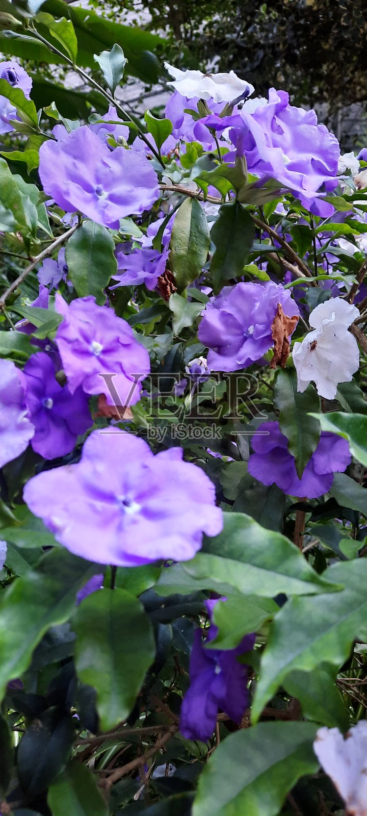 葡萄牙的里斯本鲜花照片摄影图片