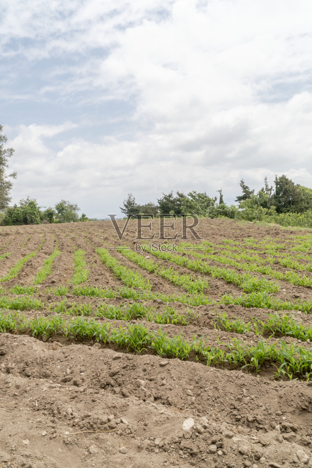农用植物芽在田间生长照片摄影图片
