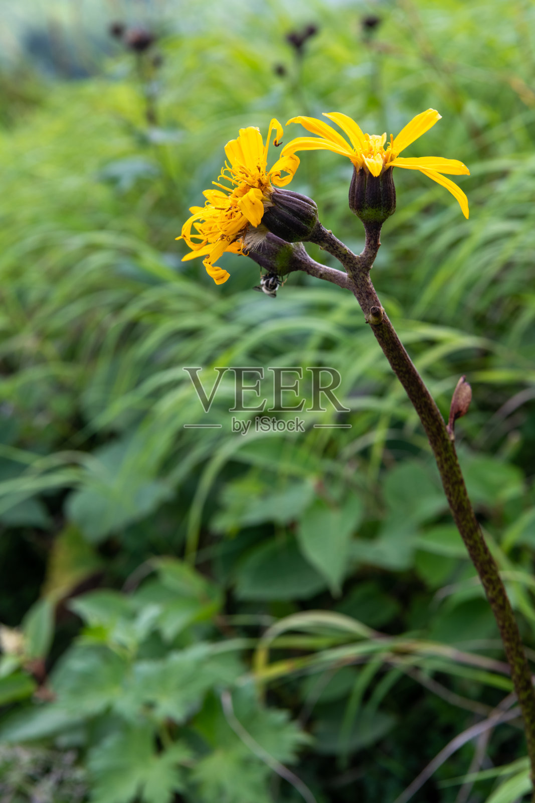 牧山高山植物(学名:齿舌橐目)照片摄影图片