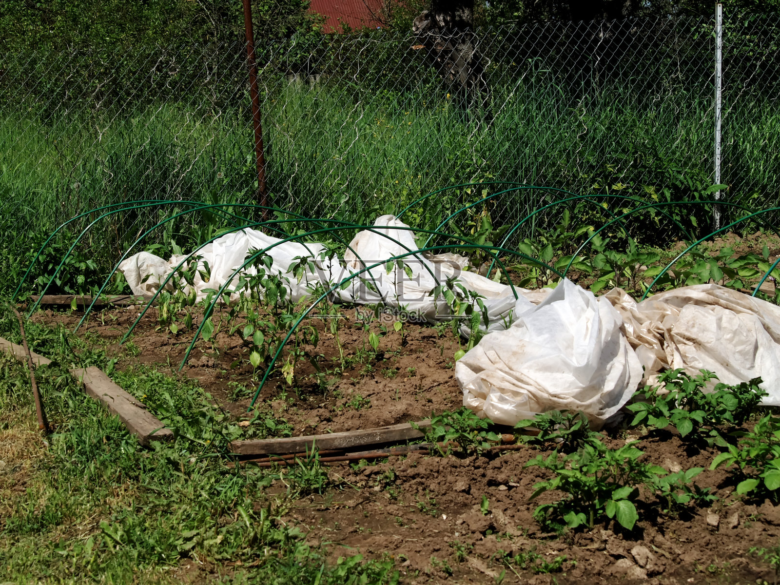 花园里有个小温室,放着胡椒照片摄影图片