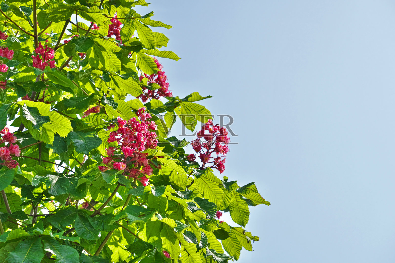 红花七叶树照片摄影图片