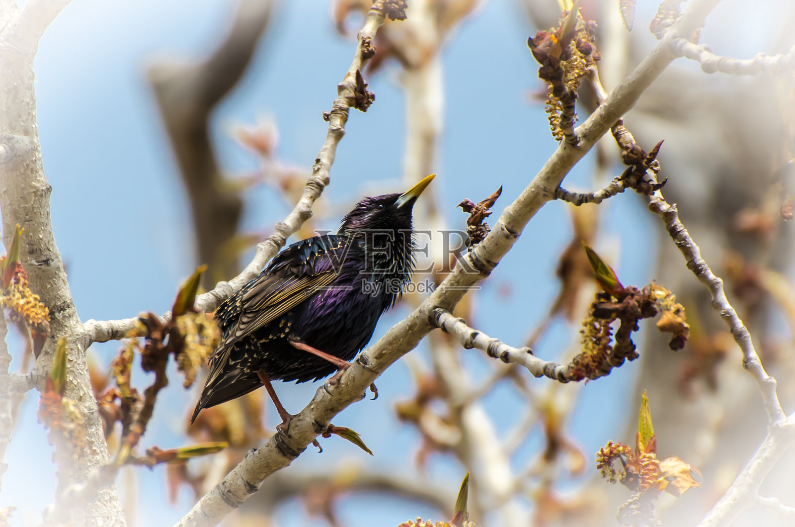 燕八哥鸟照片摄影图片
