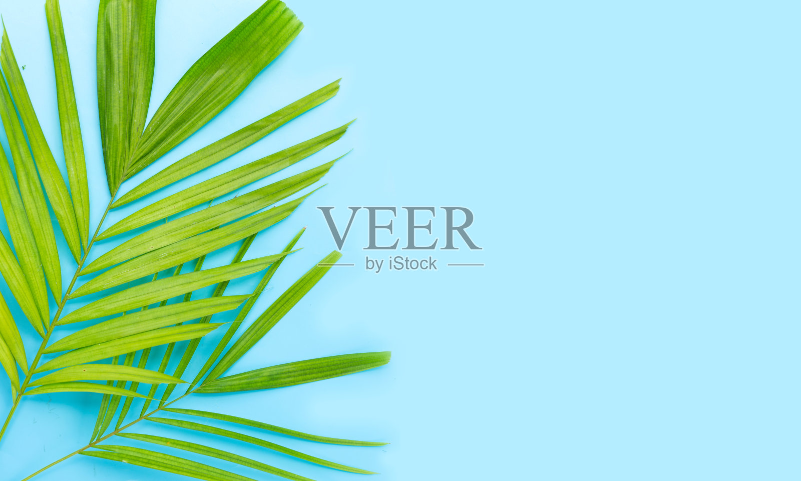 蓝色背景上的绿叶棕榈树。照片摄影图片
