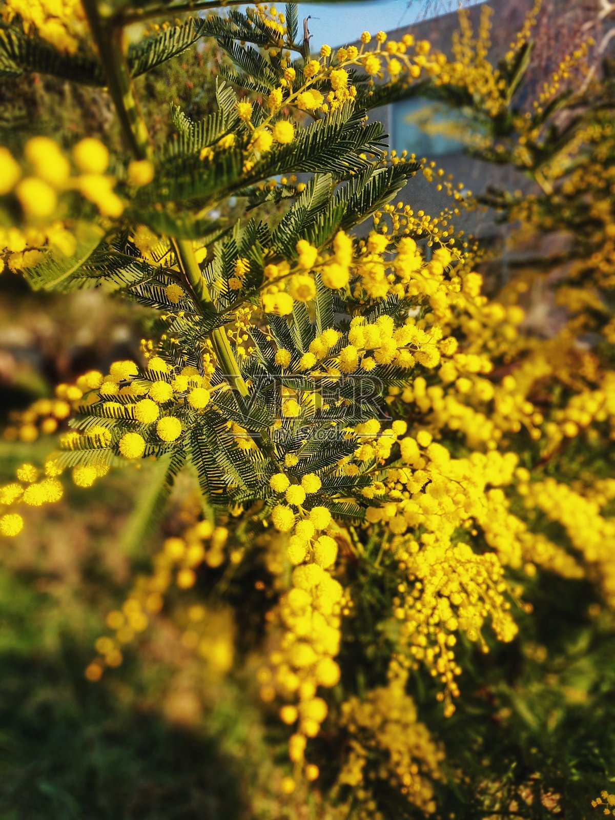 近距离观察盛开的黄花的背景。含羞草。春天的时间。照片摄影图片