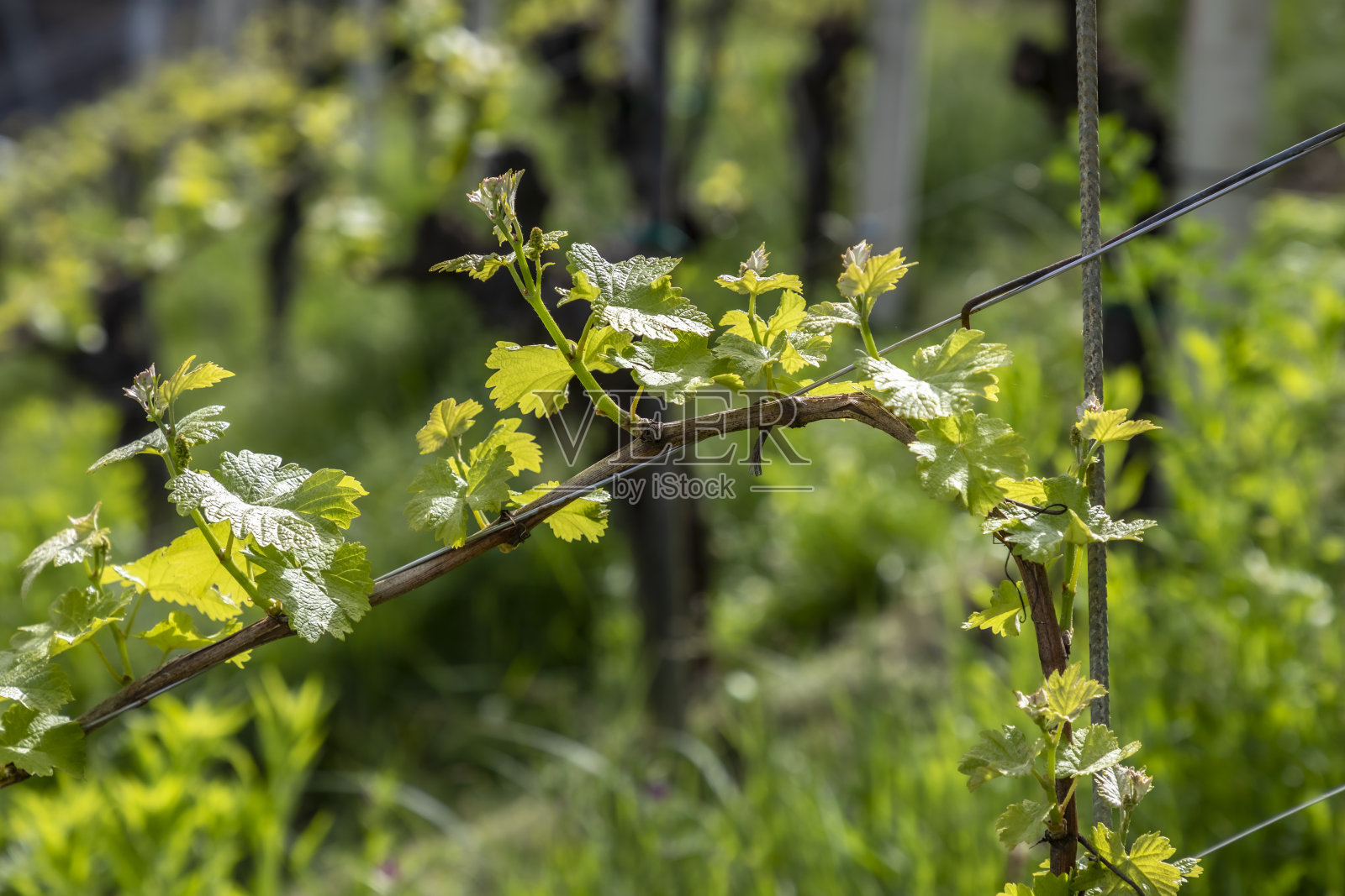 葡萄园施第里尔奥地利照片摄影图片