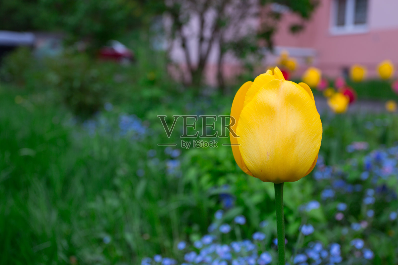 黄色郁金香照片摄影图片
