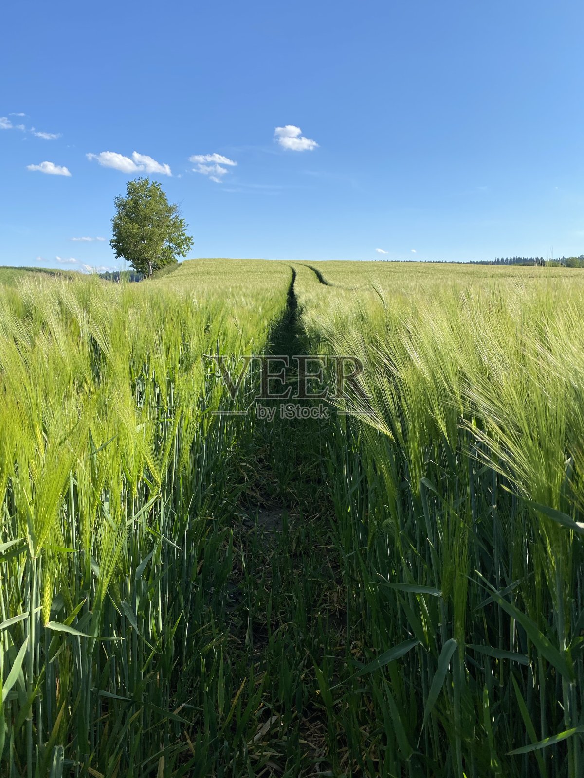 穿过一片蓝天下的麦田照片摄影图片