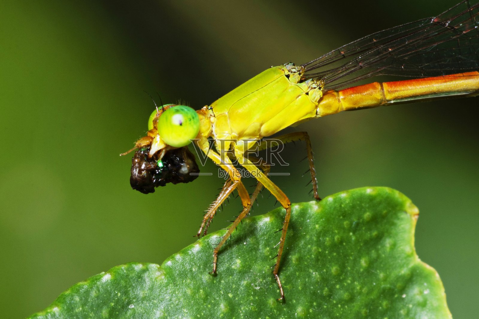 蜻蜓在绿叶上吃昆虫。照片摄影图片