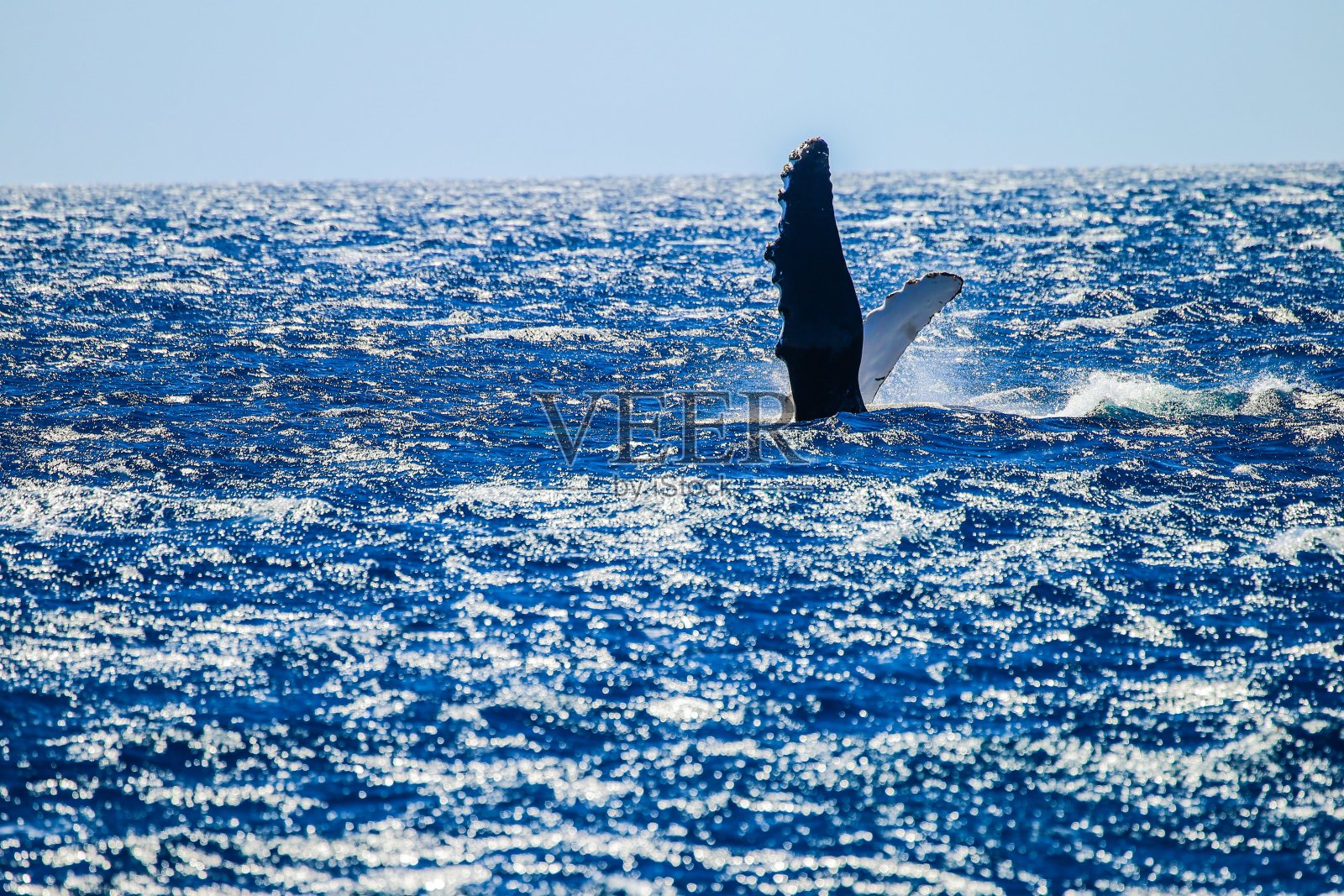 鲸鱼嗨照片摄影图片
