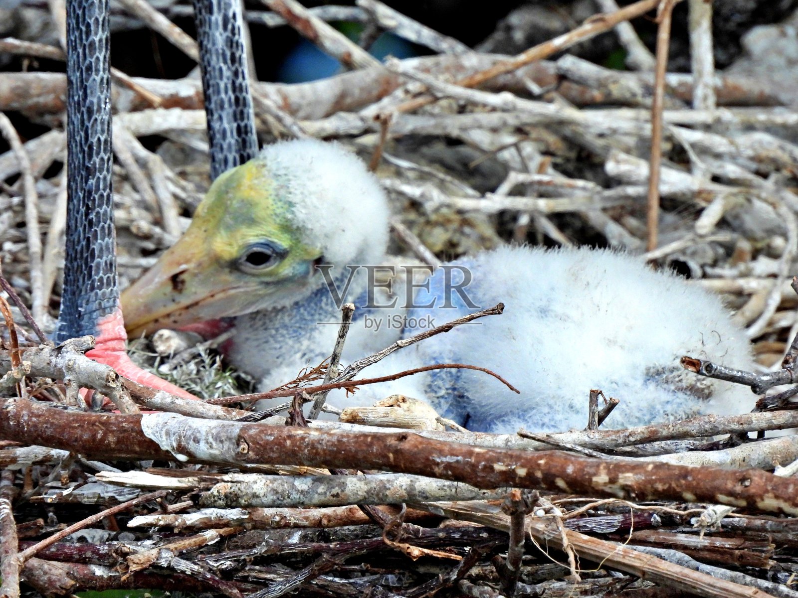 木鹳(美洲菌类)的幼鸟躺在它妈妈的腿附近的巢里照片摄影图片