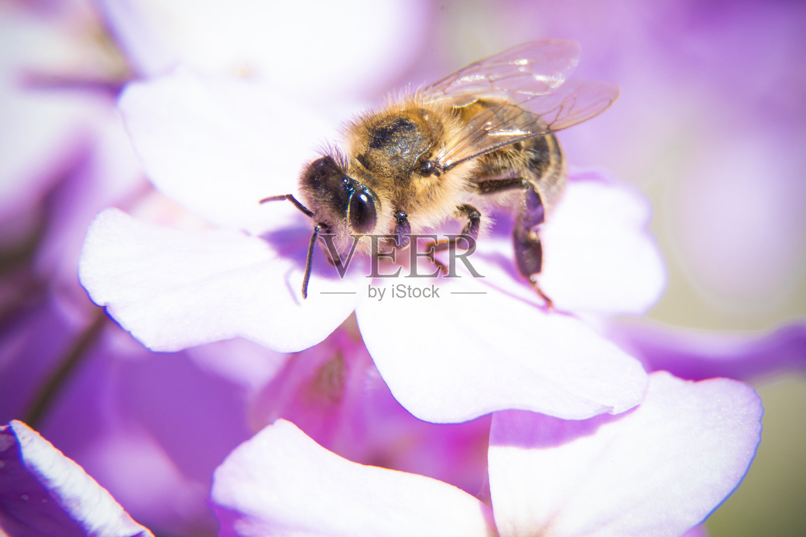 蜜蜂照片摄影图片