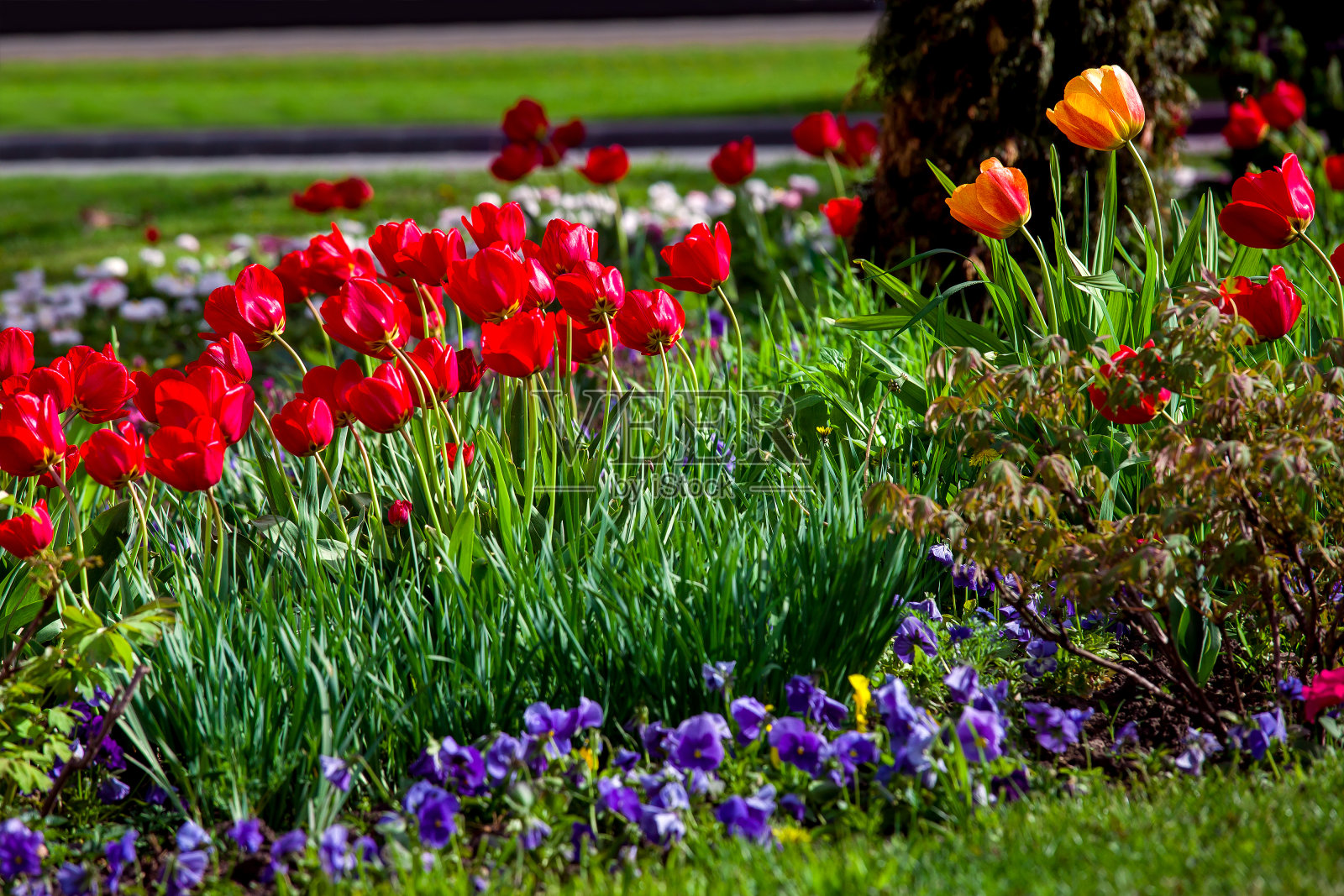 花坛在花园里与鲜花红色的郁金香和三色堇在绿色的草地景观设计在一个春天阳光明媚的公园,无人。照片摄影图片
