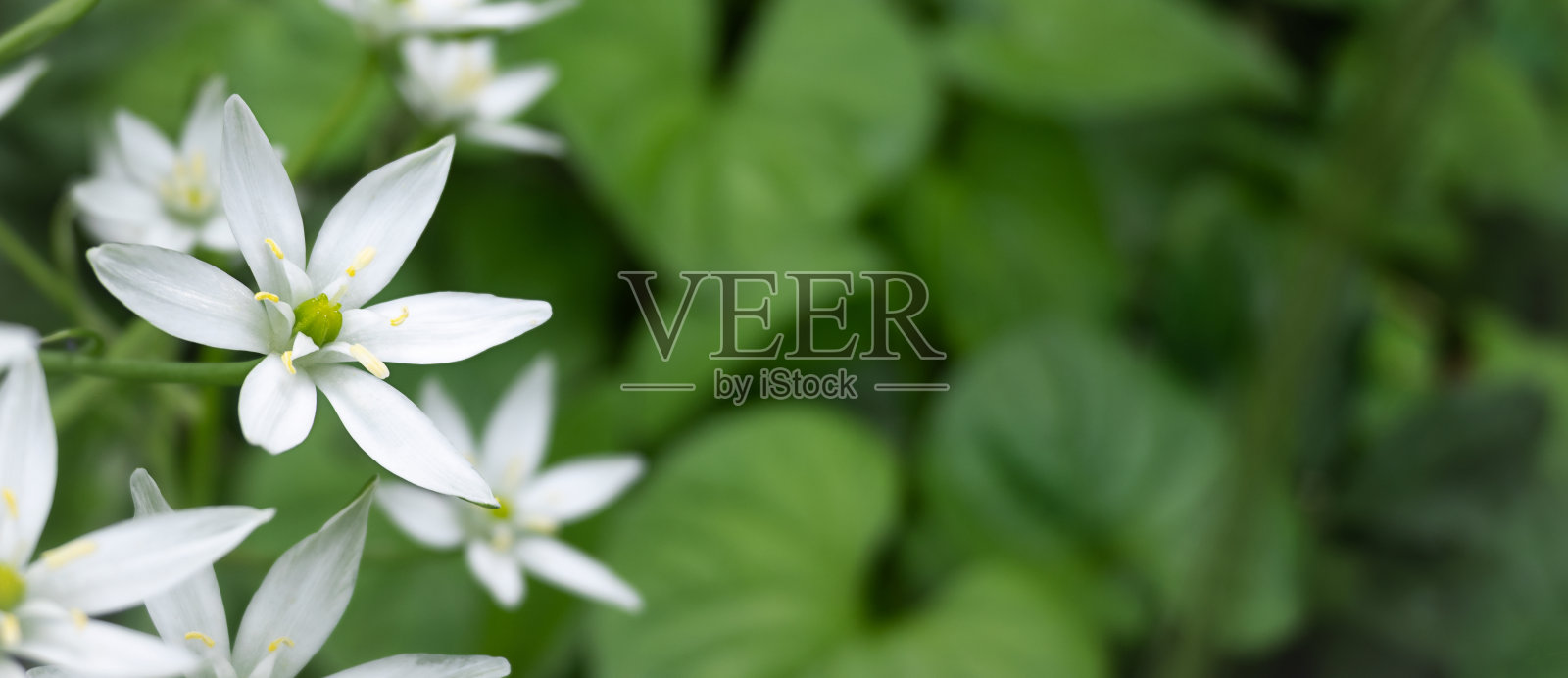 大鸟白花在花园里。水平夏季背景与拷贝空间照片摄影图片