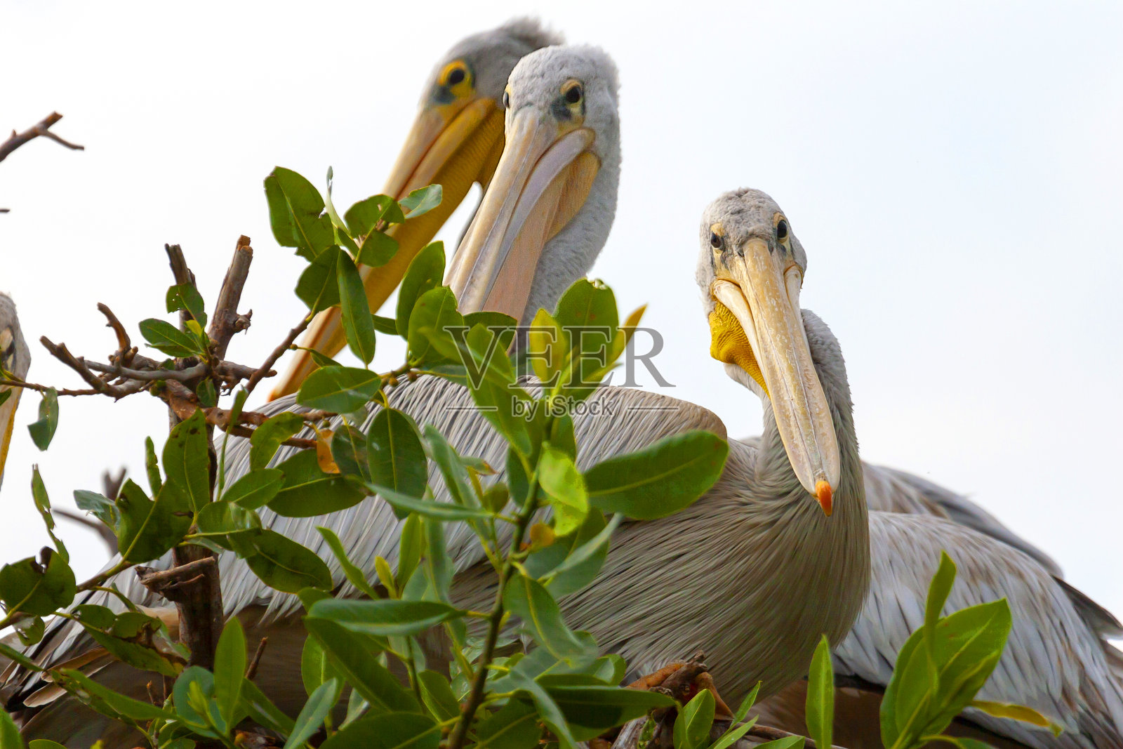树上的一群非洲鹈鹕照片摄影图片