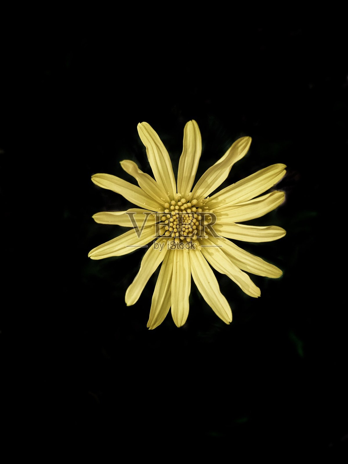 黄色的花照片摄影图片