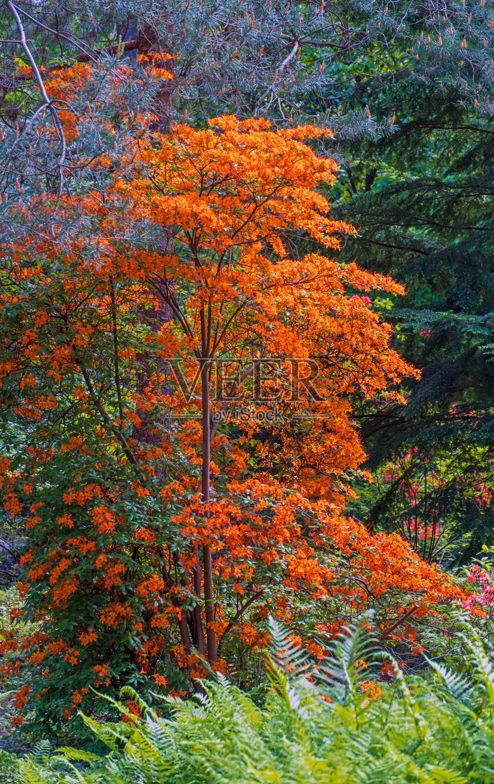 杜鹃花盛开照片摄影图片