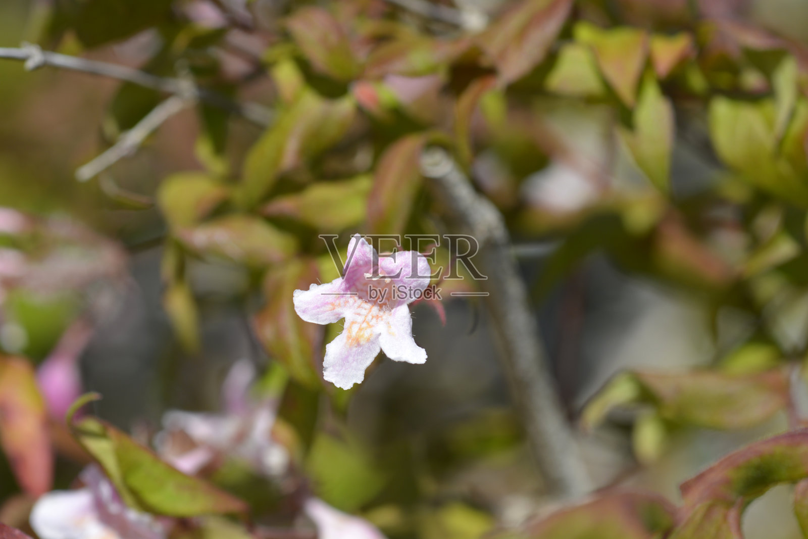 布什的美丽照片摄影图片