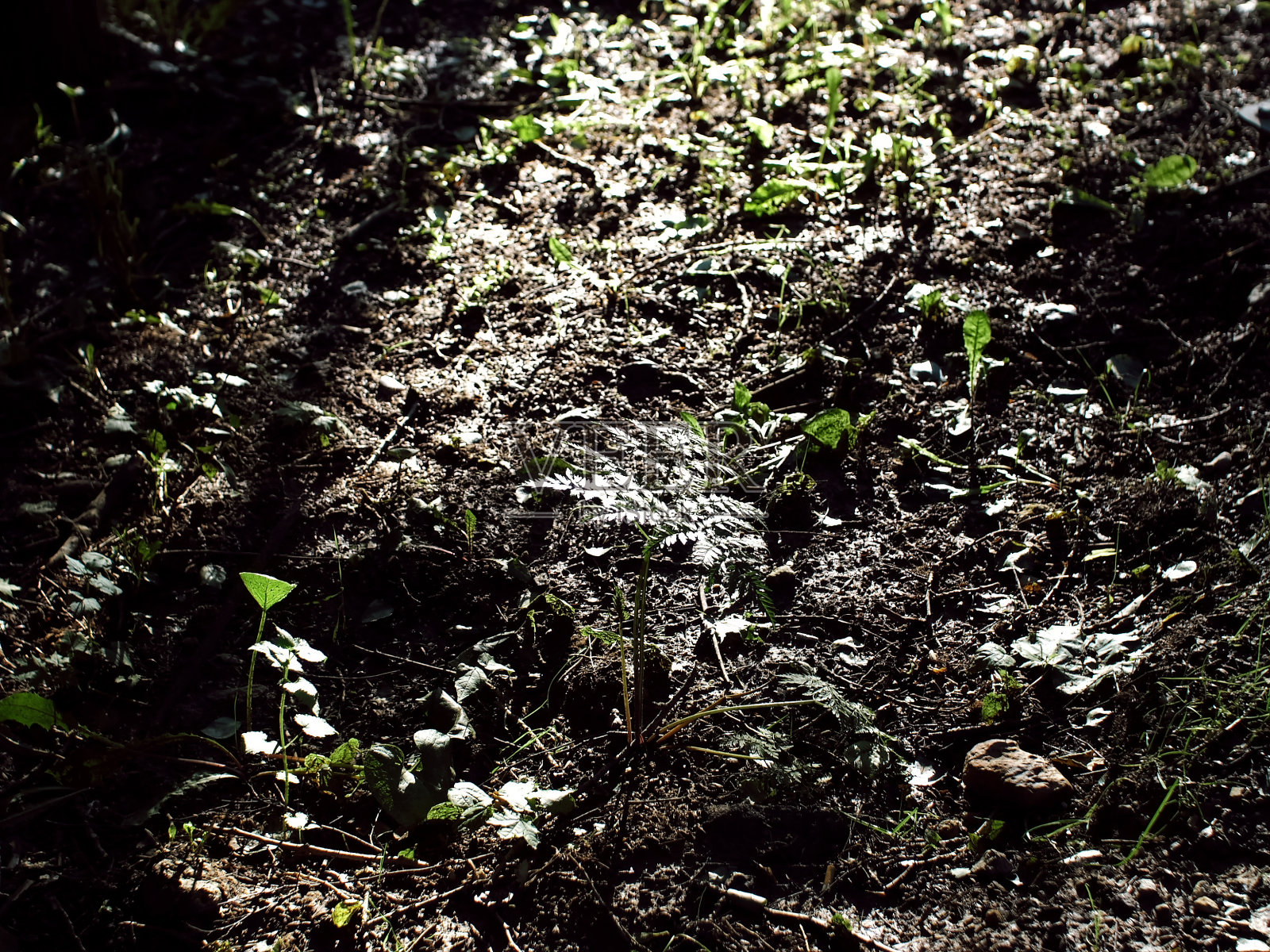 明亮的阳光在树林中照片摄影图片
