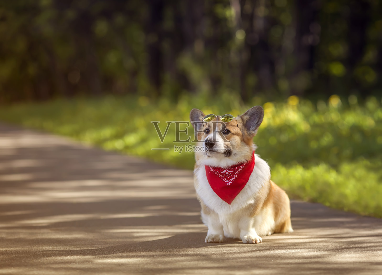 肖像可爱的柯基狗小狗在一个夏天阳光明媚的公园里骑滑板在一个阳光明媚的公园里走在时尚的太阳镜照片摄影图片