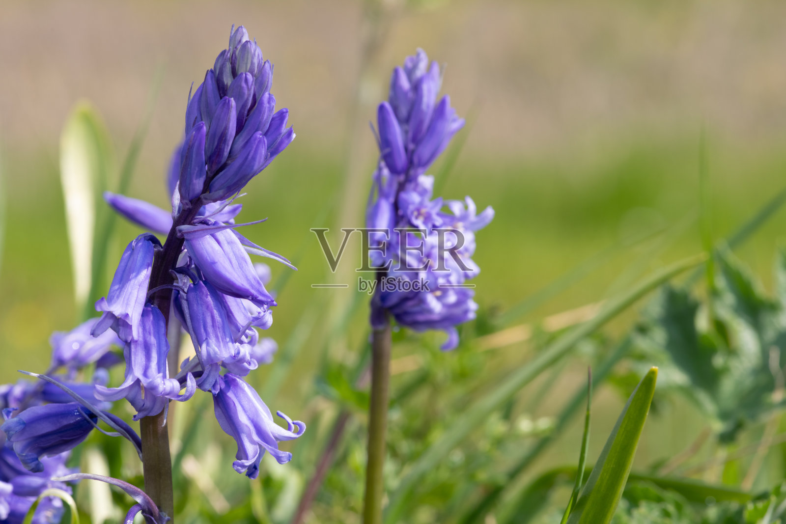 普通蓝铃花照片摄影图片