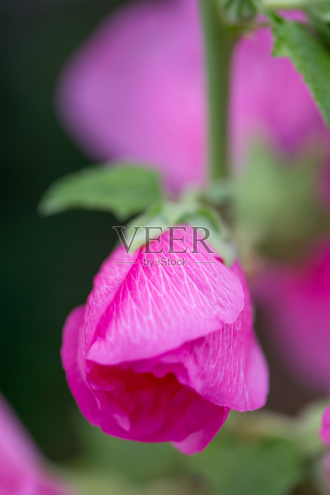 玫瑰色的蜀照片摄影图片