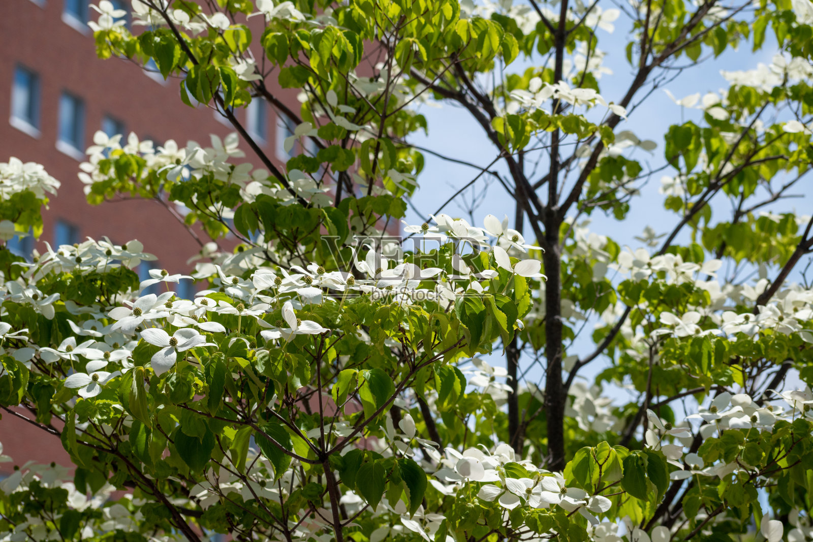 夏天路边的树上开着白色的花照片摄影图片