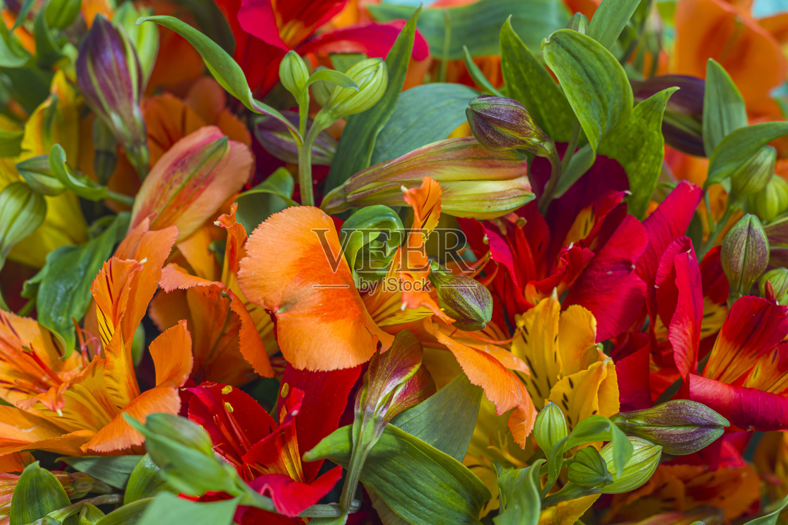 新鲜惊人的橙色和红色的自然背景,用于墙纸,明信片,封面,横幅。婚礼装饰。美丽的花束作为礼物Motherâ的节日,Valentineâ的节日,生日照片摄影图片