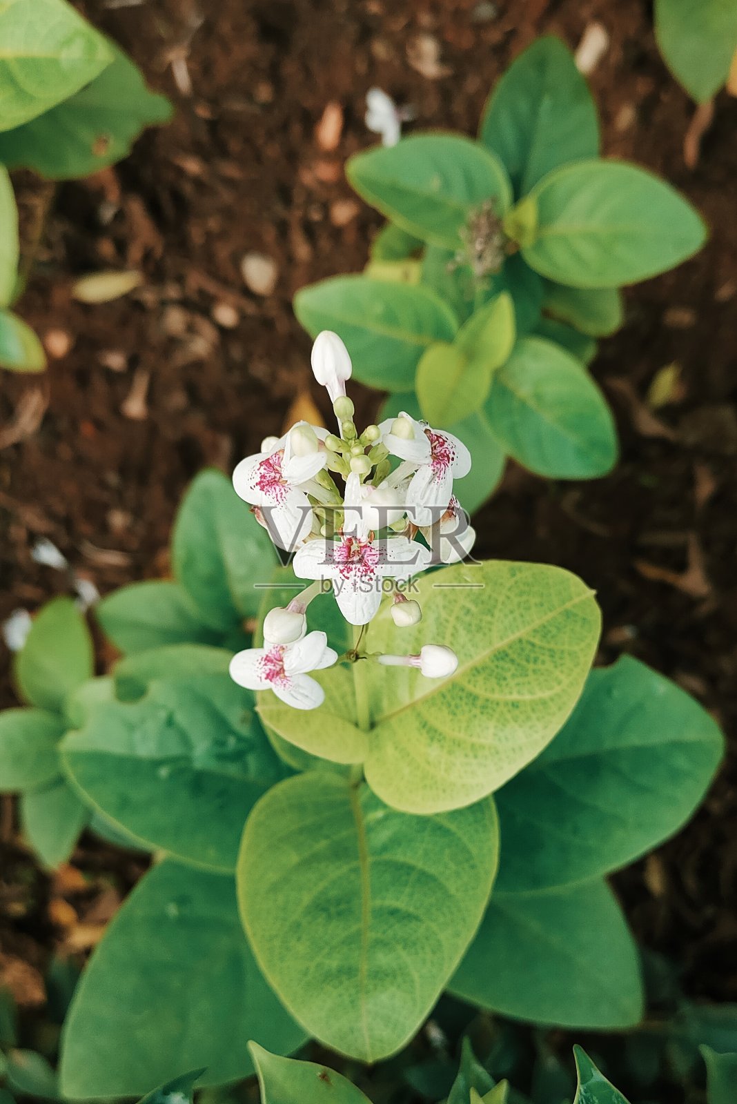 雅加达苏迪曼周围的工厂照片摄影图片