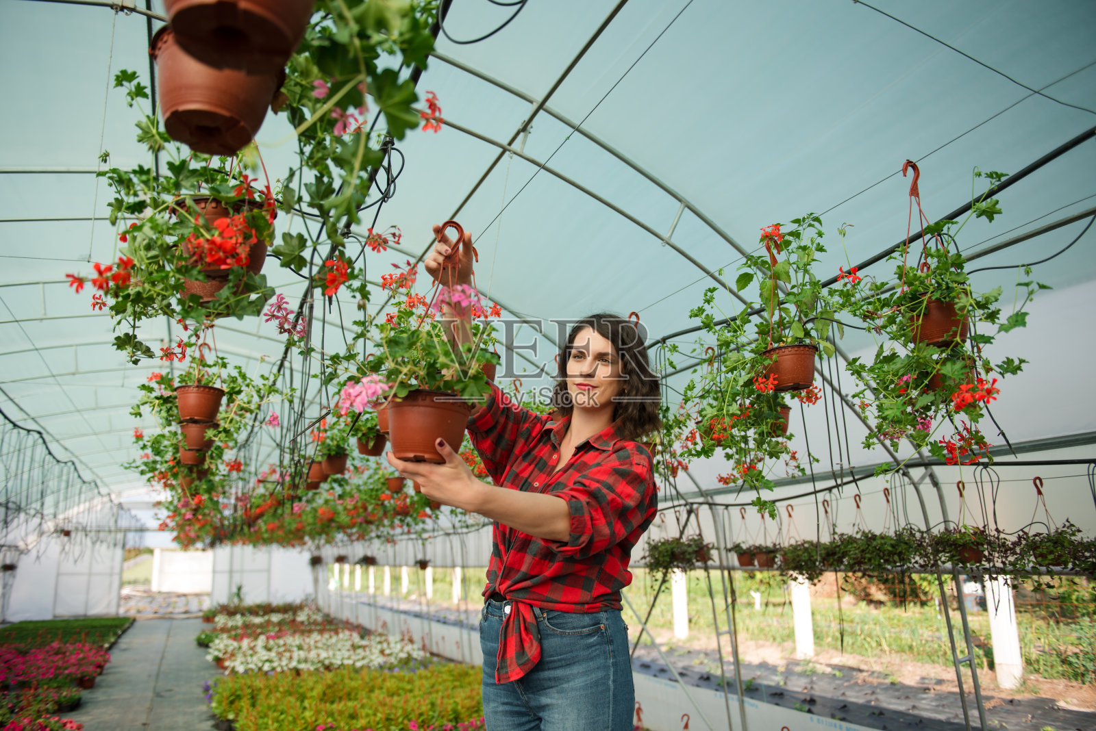 美丽的女人与花在温室工作照片摄影图片