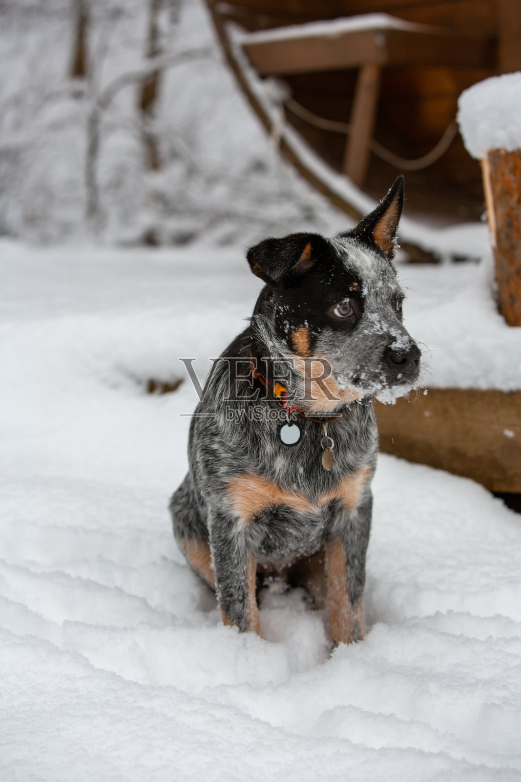 冬季风景背景上的澳大利亚希勒犬的肖像。照片摄影图片
