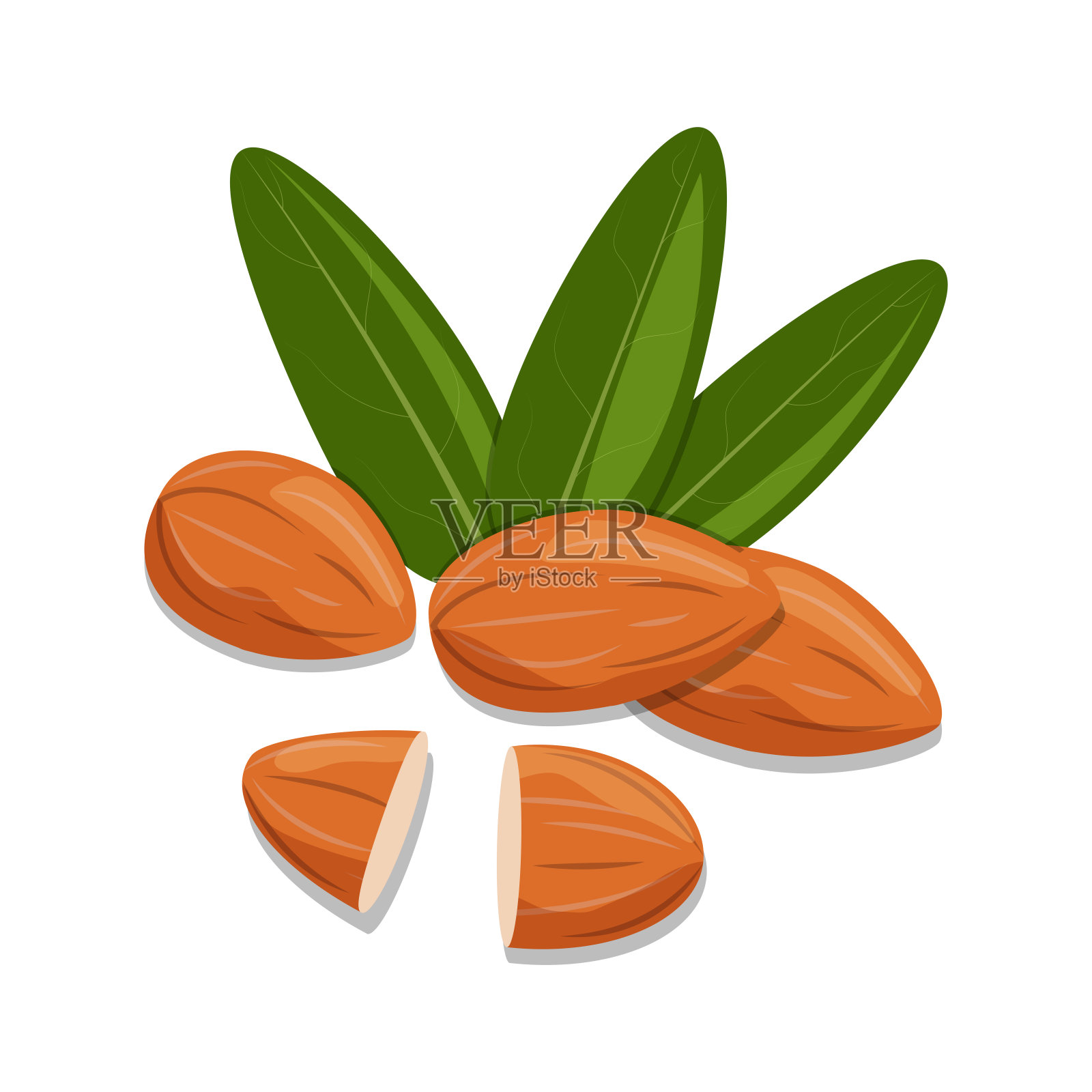 杏仁颗粒和叶子插画图片素材