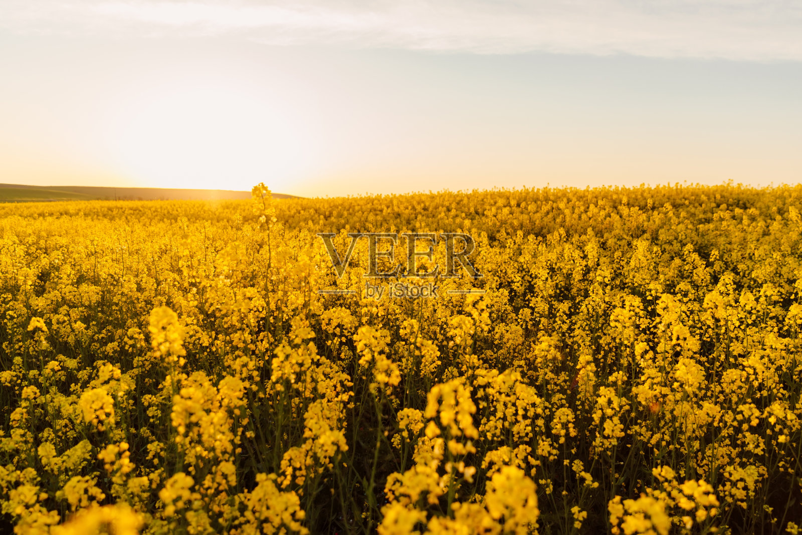 夕阳下,油菜田上的黄花。照片摄影图片