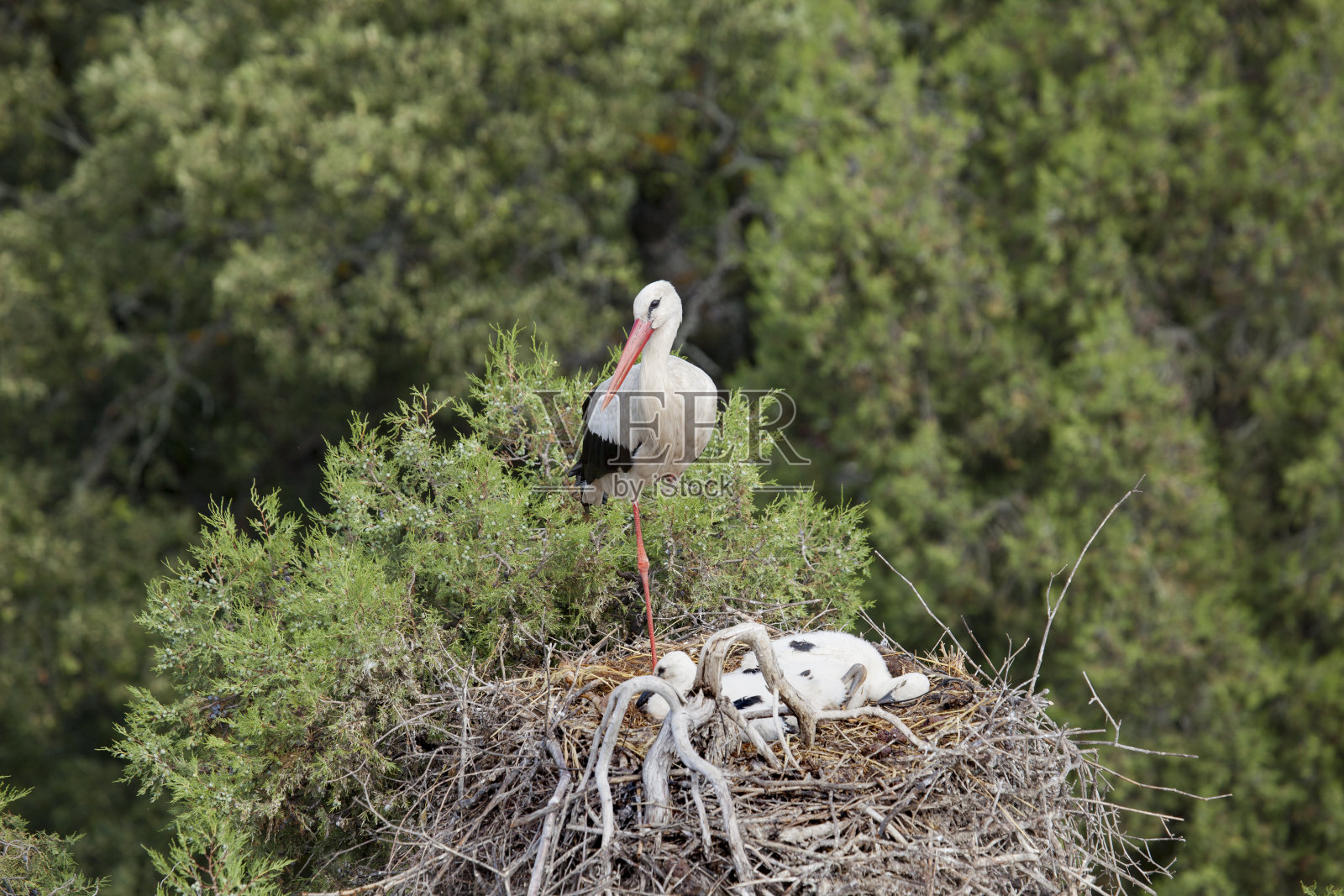 鹳在春天回到它们的巢,鹳的巢,鹳的小狗照片摄影图片