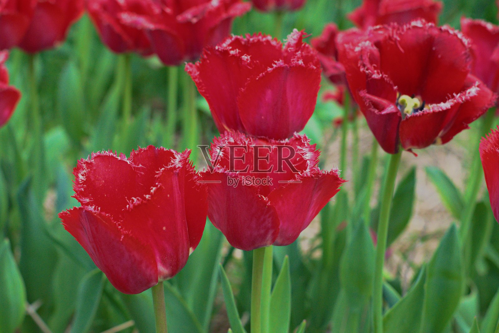 红色郁金香照片摄影图片