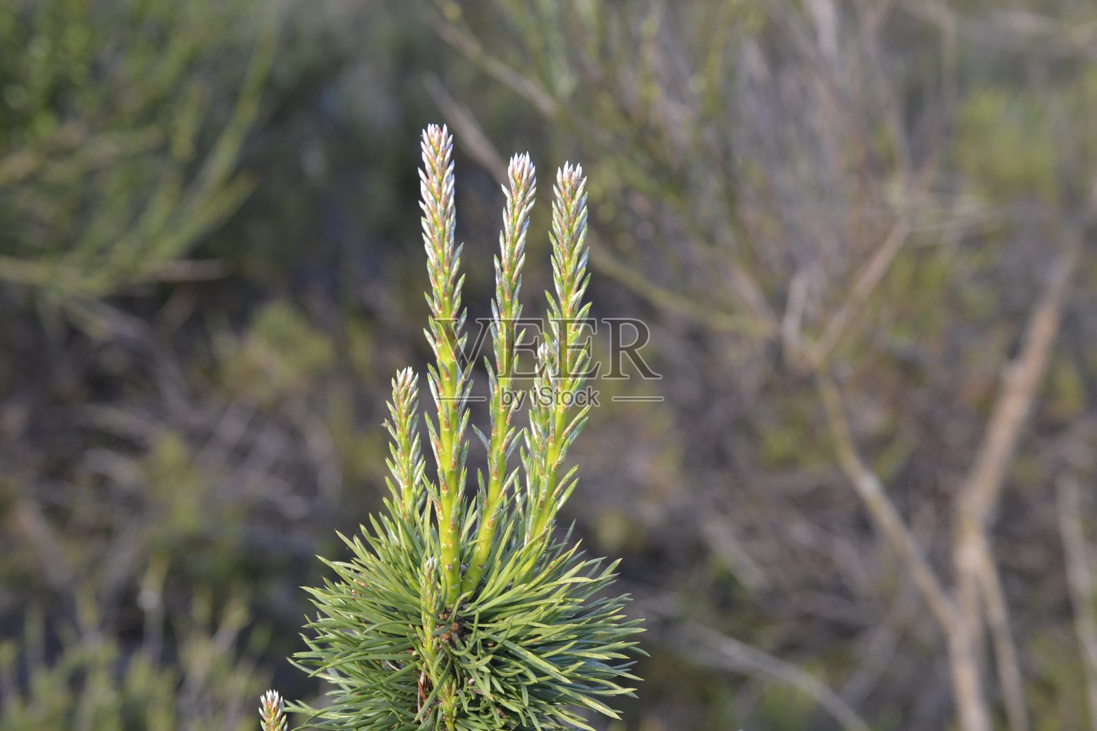 春季球形针叶树照片摄影图片