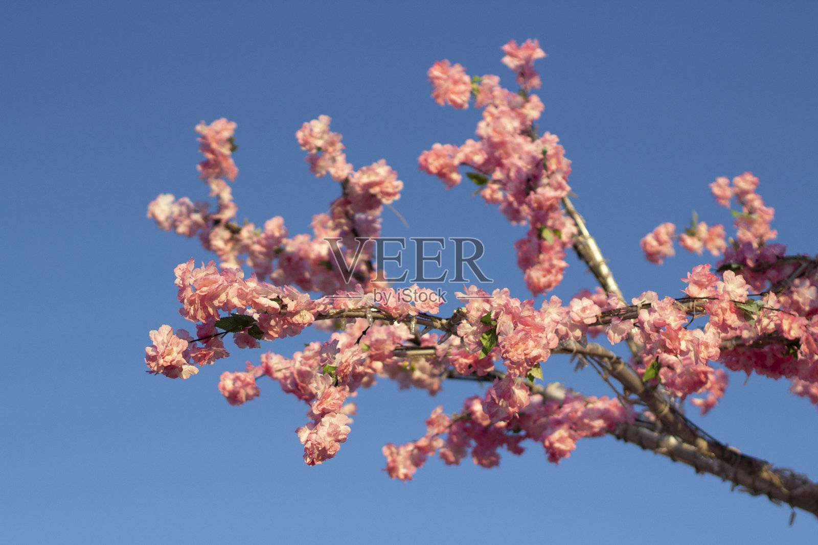 公园里有樱花。樱花的枝干映衬着蓝天。照片摄影图片