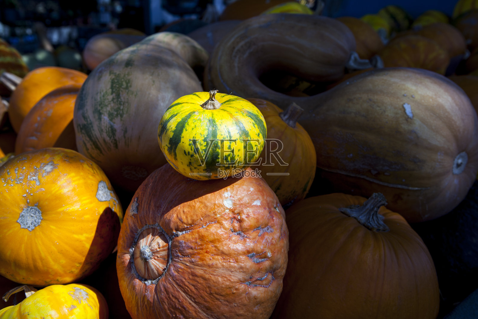 五颜六色的南瓜展示在一个农场摊位上,吸引游客到摊位。照片摄影图片