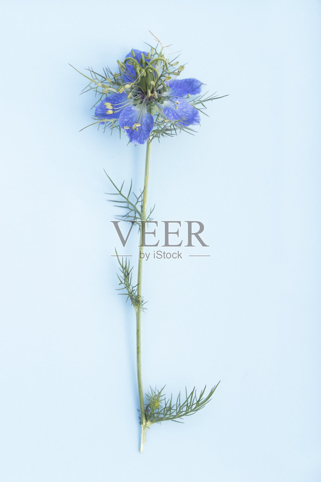 野花照片摄影图片