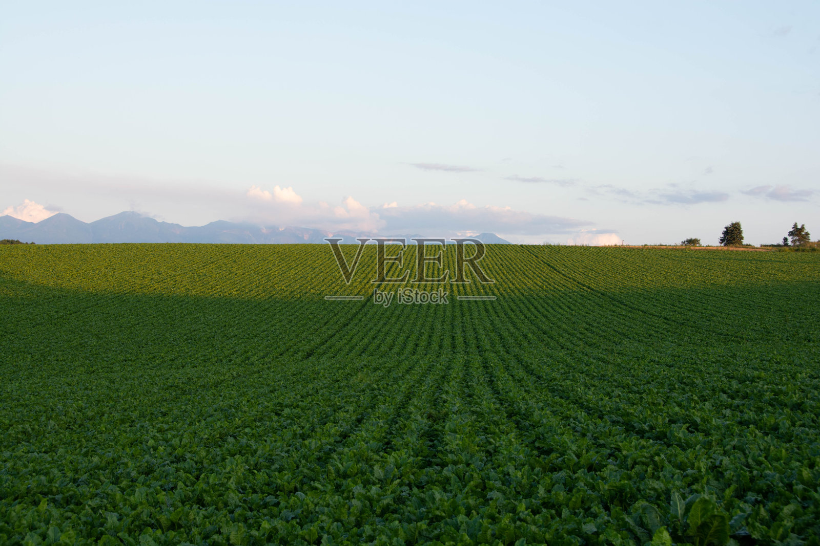 夏天黄昏的山峦和绿色的田野照片摄影图片