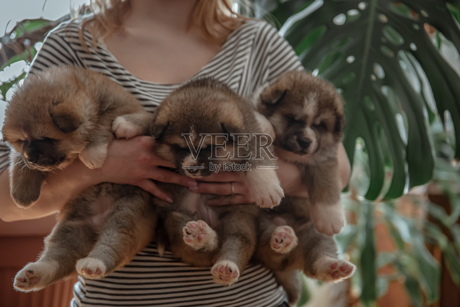 刚出生的小狗在主人手中。照片摄影图片