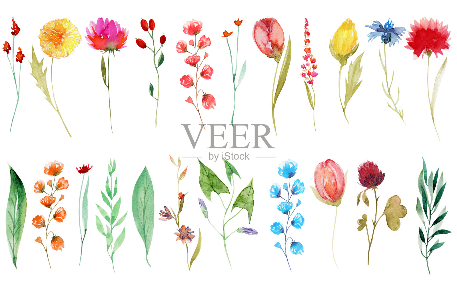 一套夏季野花水彩画:蒲公英,矢车菊,三叶草,郁金香;在白色背景上手绘孤立的插图插画图片素材