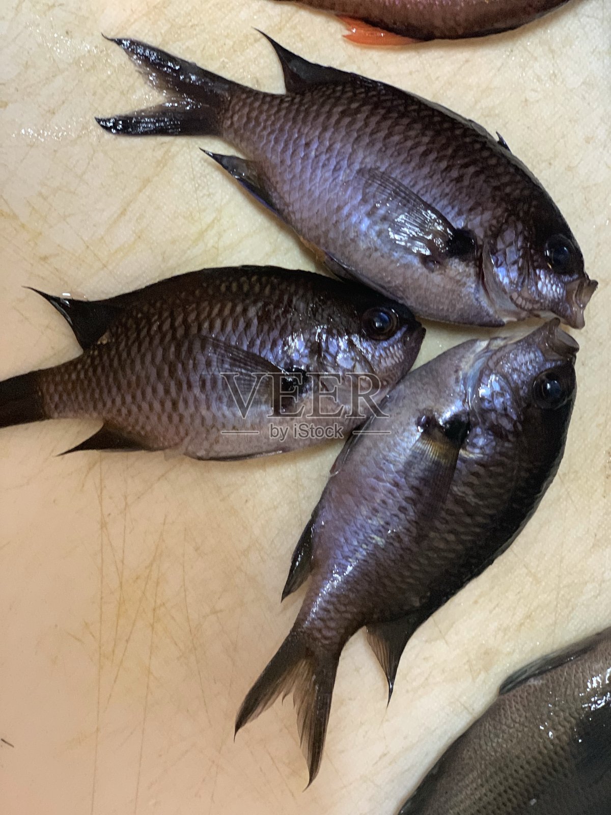 钓鱼鱼照片摄影图片