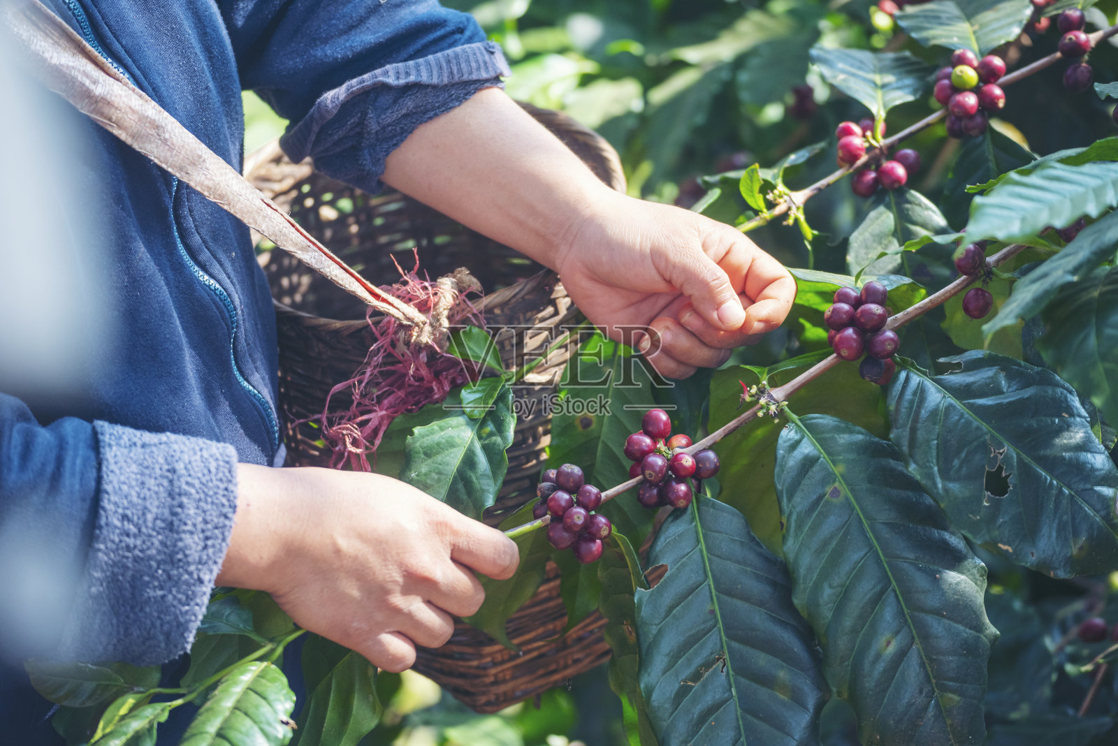 曼手收获咖啡豆成熟红莓种植新鲜种子咖啡树生长在绿色生态有机农场。近手收获红熟咖啡种子罗布斯塔·阿拉比卡浆果收获咖啡农场照片摄影图片
