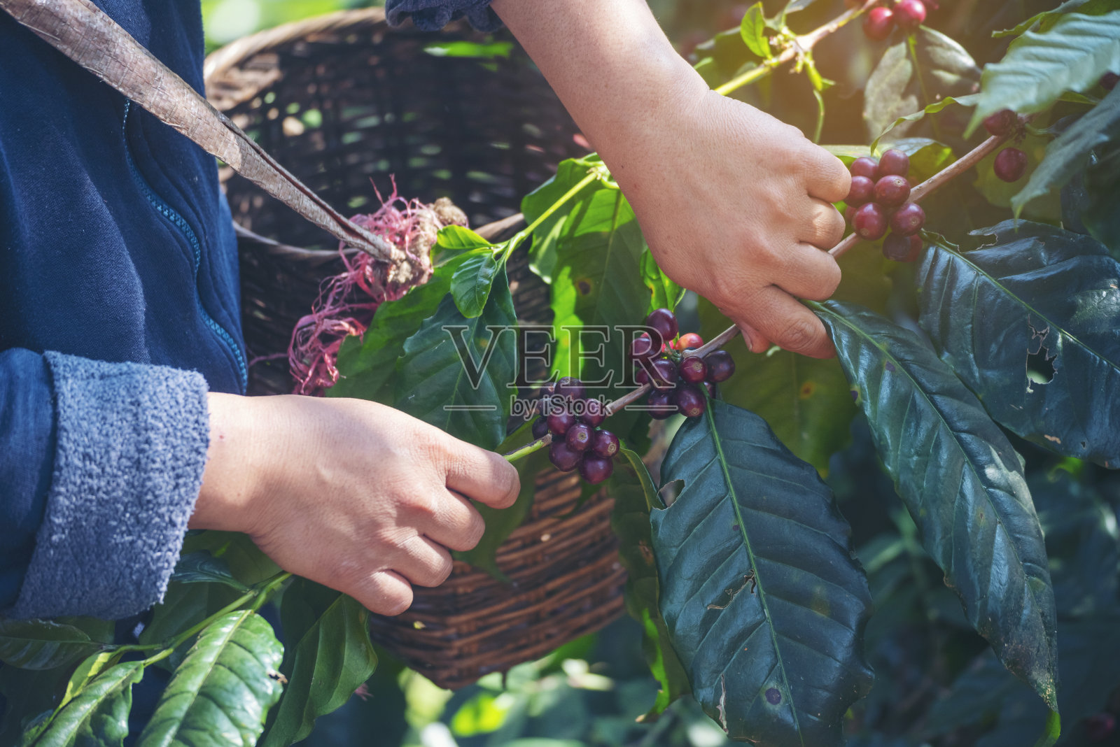曼手收获咖啡豆成熟红莓种植新鲜种子咖啡树生长在绿色生态有机农场。近手收获红熟咖啡种子罗布斯塔·阿拉比卡浆果收获咖啡农场照片摄影图片