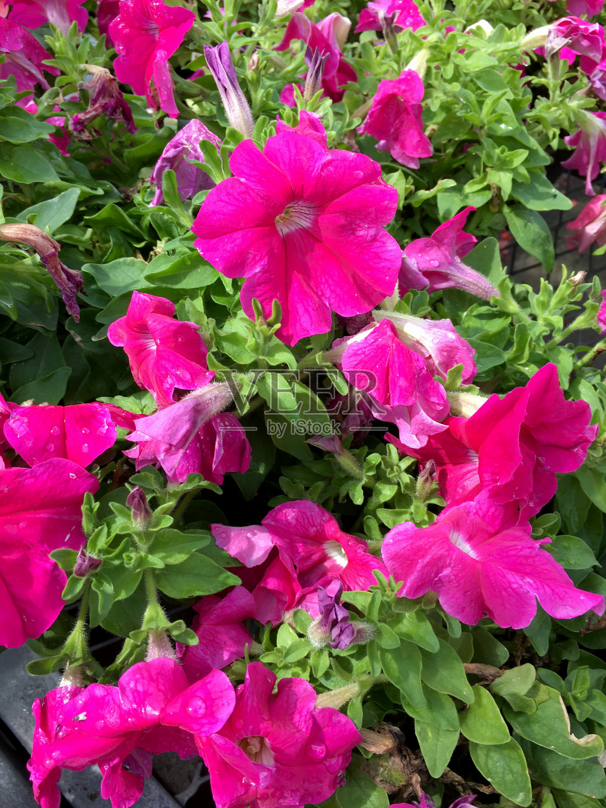 鲜艳的紫红色矮牵牛花盛开在初夏的花园里照片摄影图片