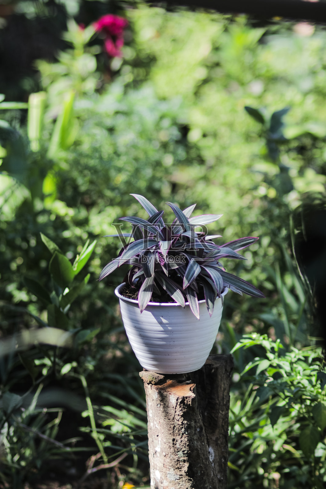 亚当·夏娃栽种在花园的白色花盆里。库存图片照片摄影图片
