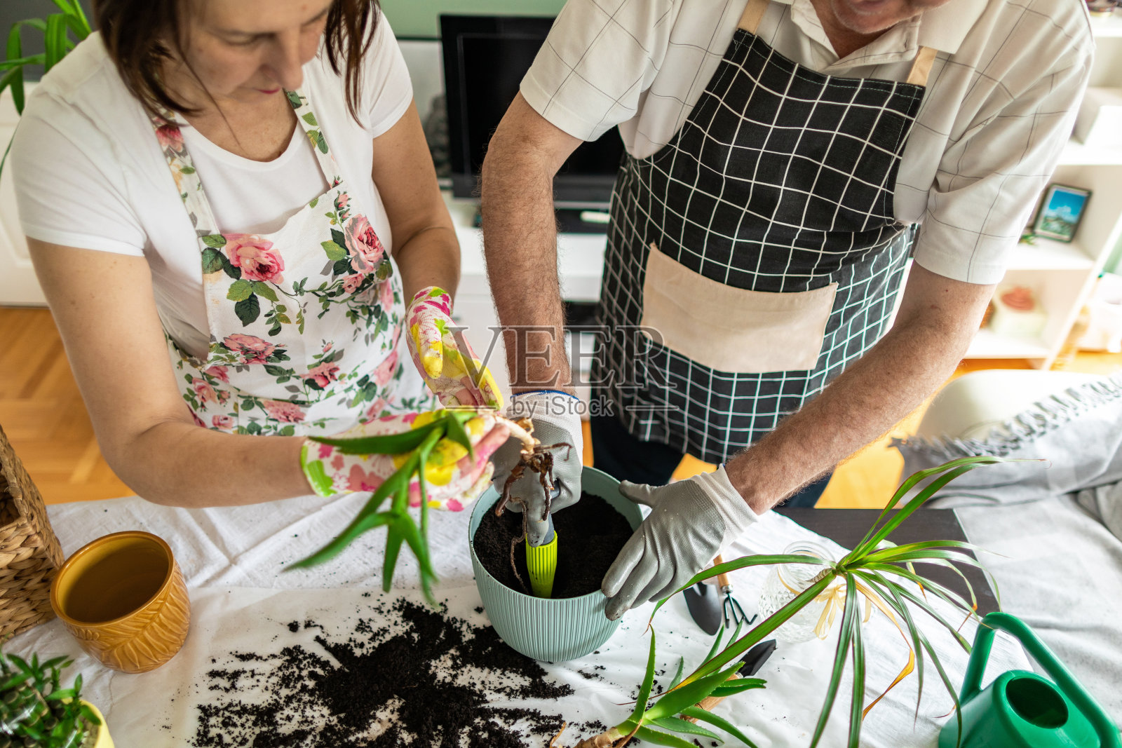 老夫妇在家里盆栽,享受他们在一起的时光照片摄影图片